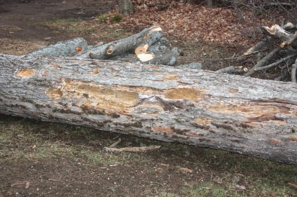 2015-12-08 001 2015-12-08 001.JPG