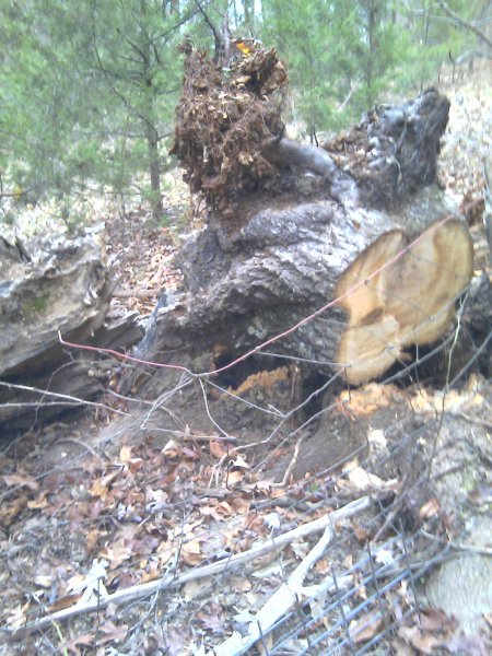 stump1.jpg