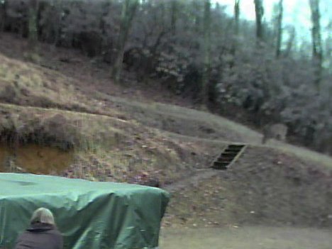 6pt buck.jpg