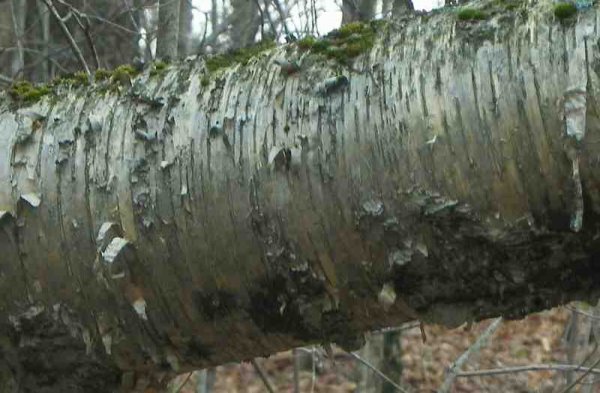 100_9691-002.JPG