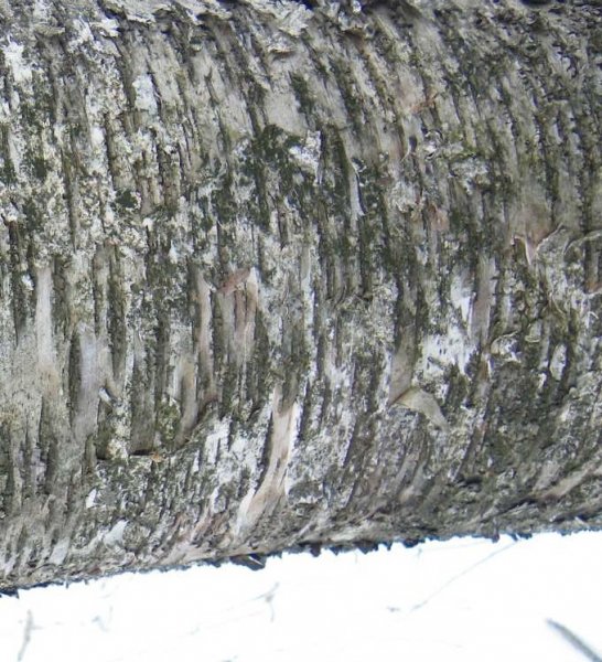 Birch-4.JPG