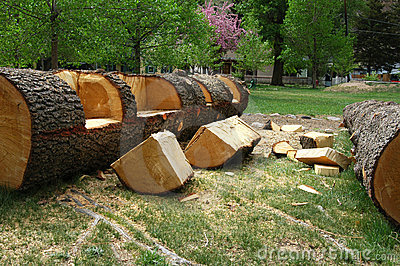 log-bench-816330.jpg