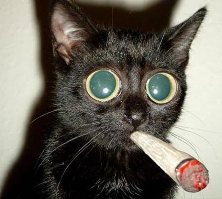 cat-smoking.jpg