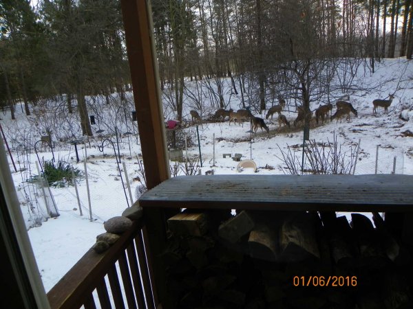 Deer 1-6-2016.JPG