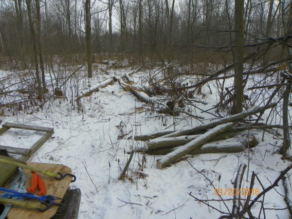 Logs to haul out.JPG