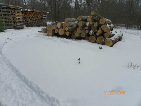 Log pile 1-20-16.JPG
