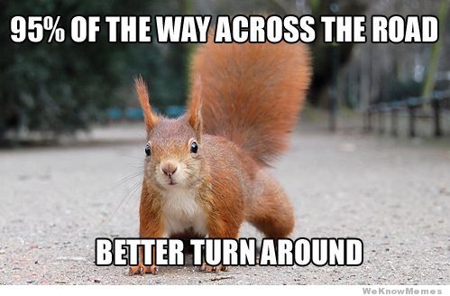 squirrel-logic.jpeg