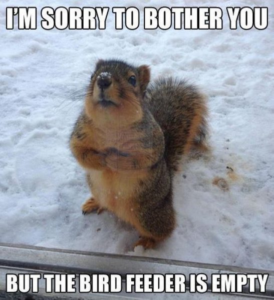 Squirrel-Meme.jpg