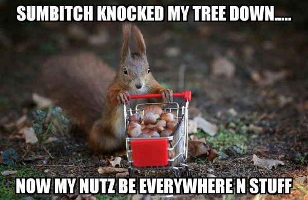 squirrel.jpg