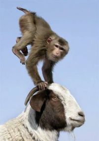monkey-goat.jpg