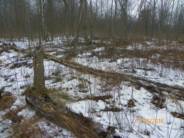 Cutting 1-26-2016.JPG