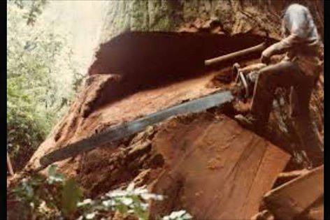 mac 125 massive redwood mid 70's pic 1.jpg