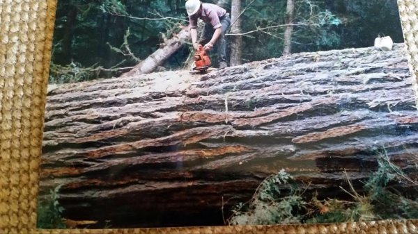 husky 2100cd massive redwood early 80's pic 1.jpg