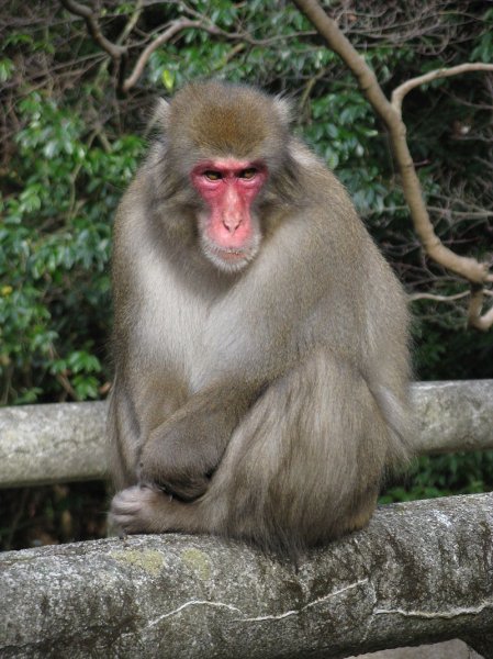 800px-Macaca_fuscata_fuscata1.jpg