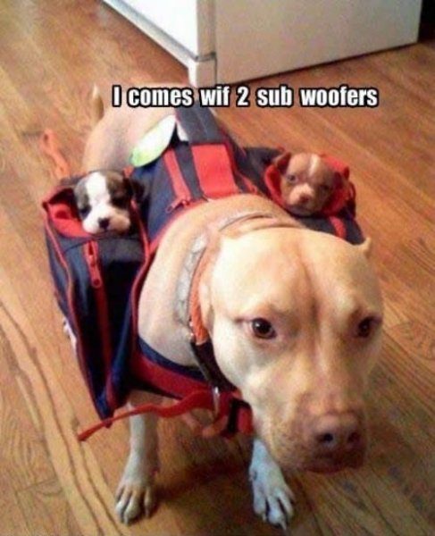 subwoofers-i-come-with-two-subwoofers-i-come-with-2-subwoofers-dog.jpg