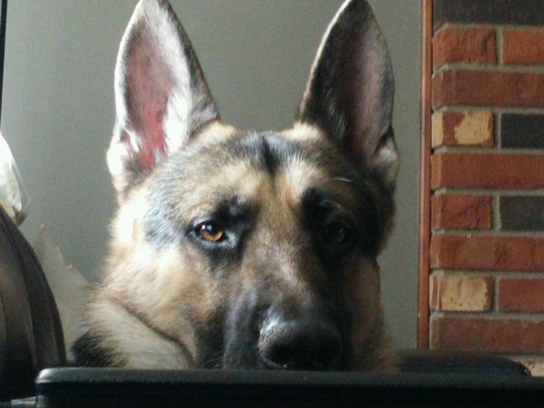 dog2.jpg