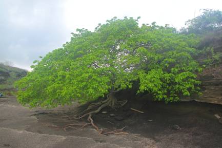 image009-745668.jpg