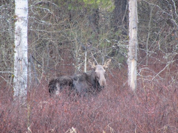 Springtime Moose.jpg