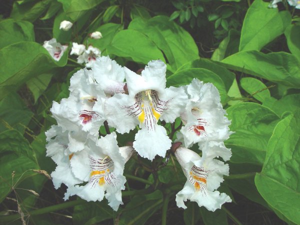 catalpa-speciosa-fl-ahaines.jpg