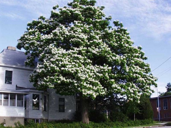 Catalpa_speciosa_tree.jpg