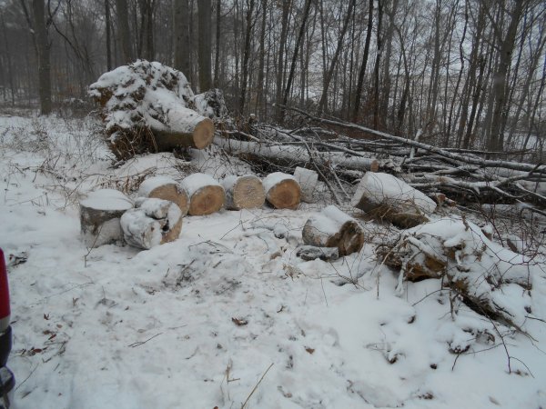 Jan. cutting 008.jpg