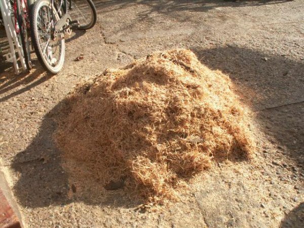 honey locust noodles march 2015.jpg