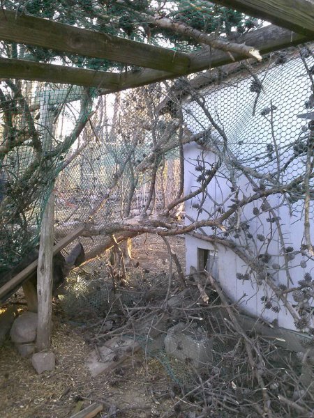 Tree on coop 1.jpg