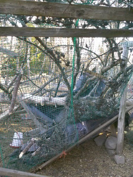 Tree on coop 2.jpg