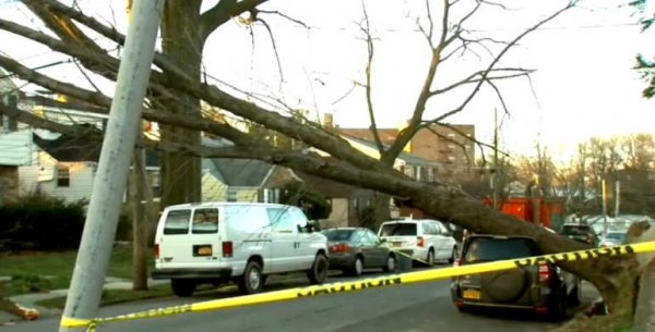 NY tree on vehicle.jpg