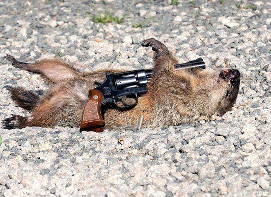 Groundhog suicide.jpg