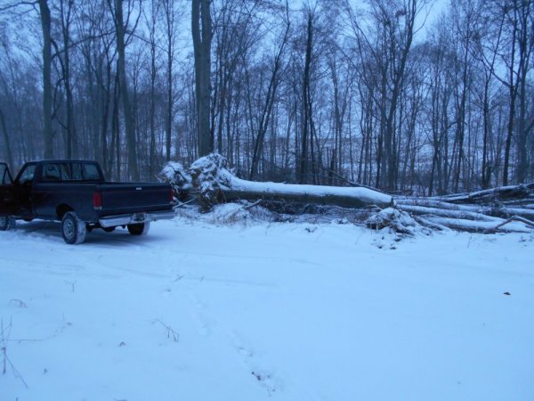 Jan. cutting 001.jpg