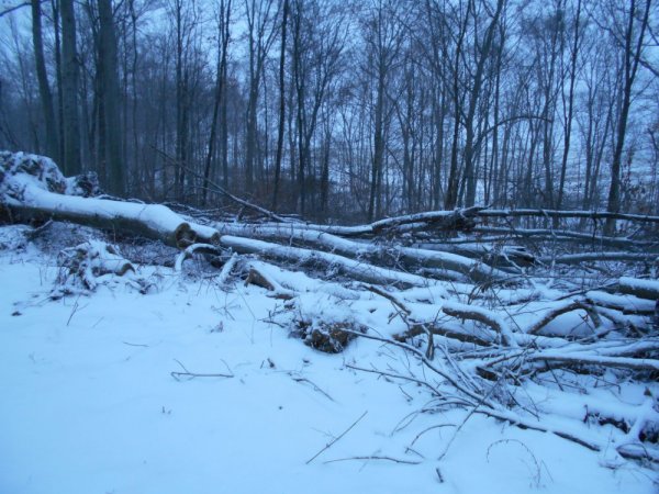 Jan. cutting 002.jpg