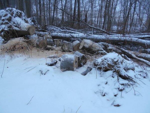 Jan. cutting 005.jpg