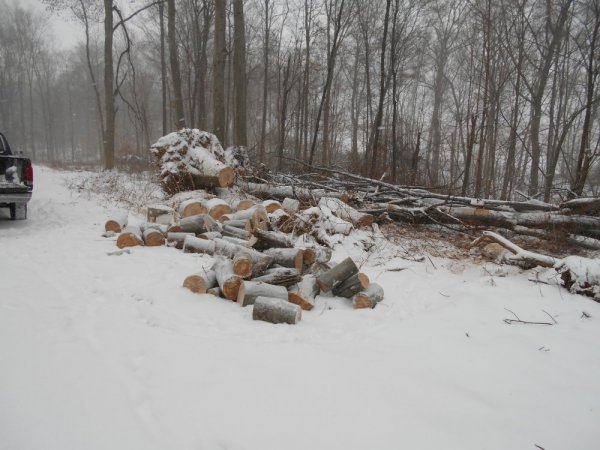 Jan. cutting 006.jpg