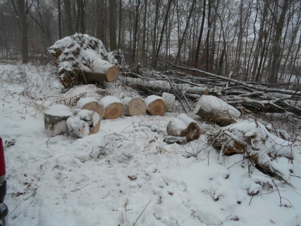 Jan. cutting 008.jpg