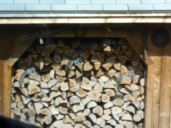 DSCN0021.JPG