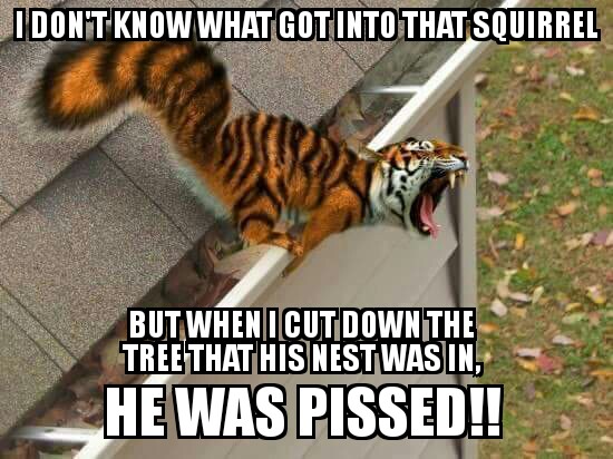tiger squirrel.jpg