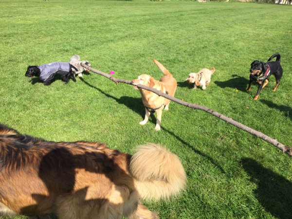 Dog-stick.jpg