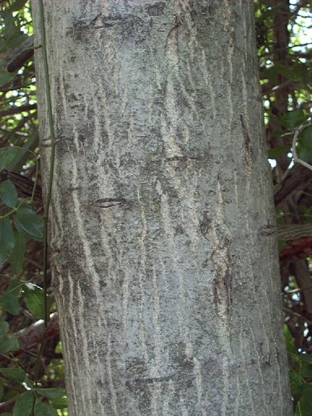 walnut_1_bark_large.JPG