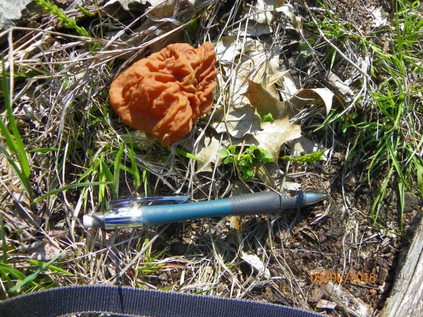 Mushroom-1.JPG