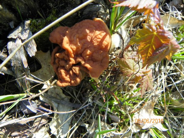 Mushroom-2.JPG