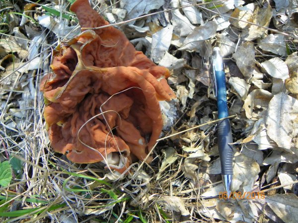 Mushroom-3.JPG