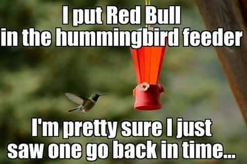 hummingbird.jpg