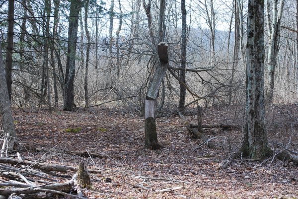 spring 2016 022.JPG