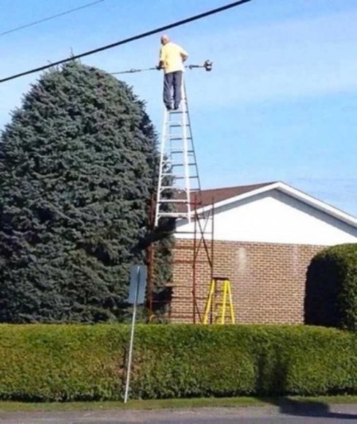 Trimming the tree.JPG