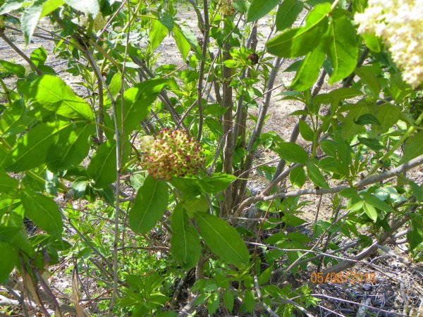 Bush-5.JPG