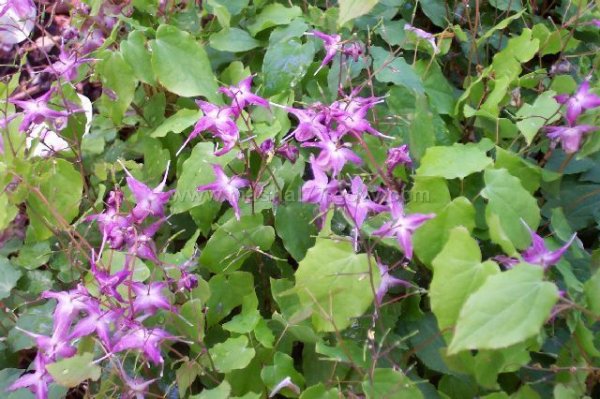 Horney-Goat-Weed-Plant.jpg