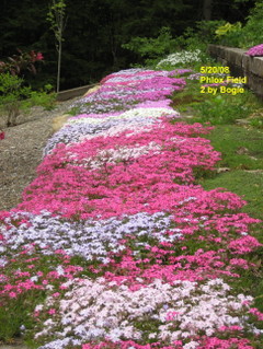 phlox_field2_2008.jpg