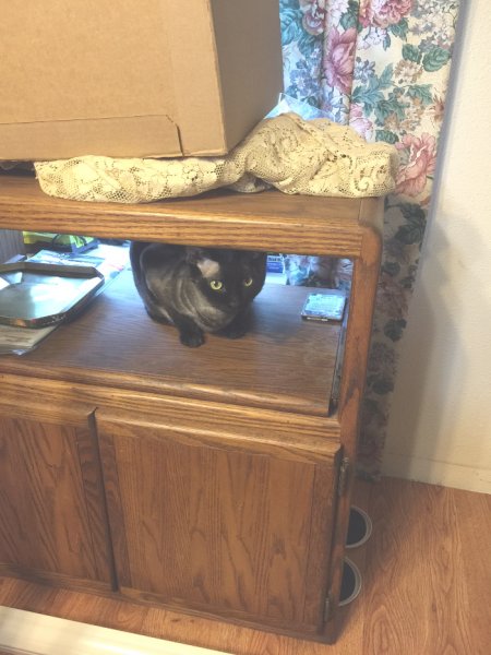 Little buddy Chupi supervising.jpg