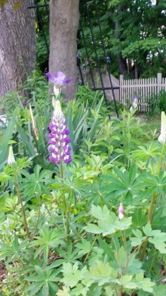 Lupine.jpg